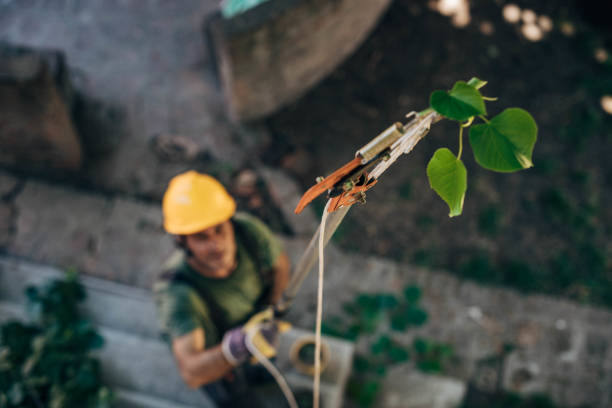 Best Fruit Tree Pruning  in Blakely, PA