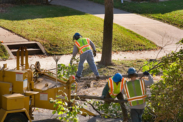 Best Tree Preservation Services  in Blakely, PA