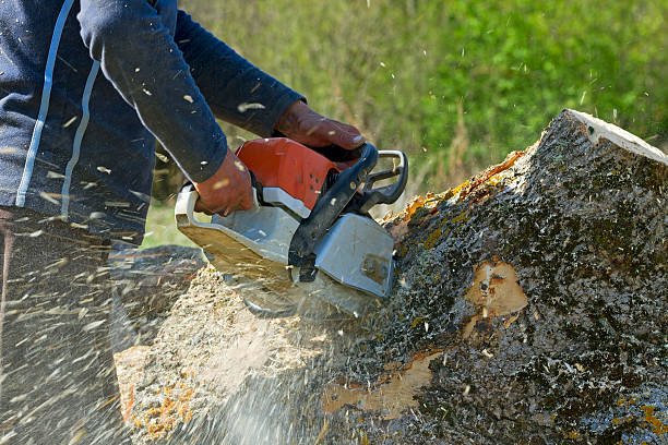 Best Tree and Shrub Care  in Blakely, PA